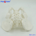 PNT-0111 Medical teaching male skeletal pelvis model